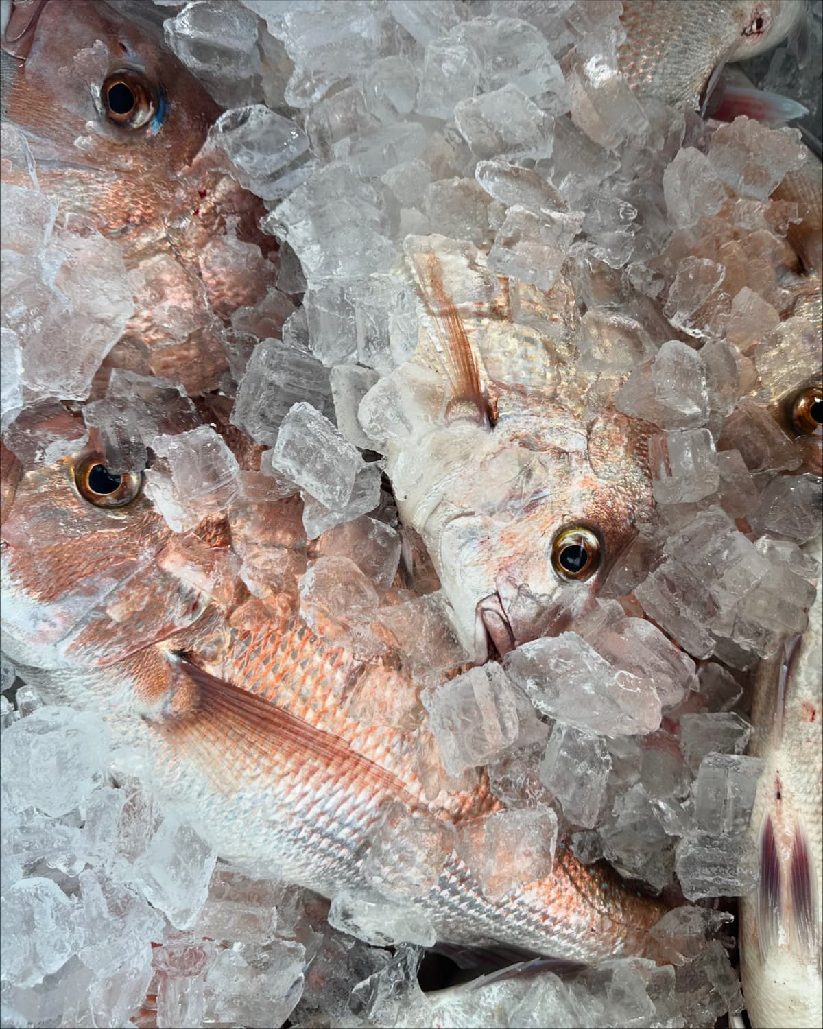 Fishing charter photo